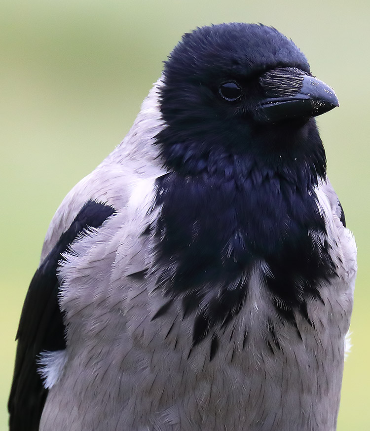 hooded crow